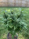IMG_3568.jpeg