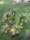 IMG_3570.jpeg