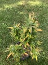 IMG_3576.jpeg