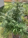 IMG_3571.jpeg