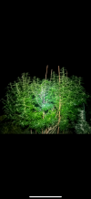 IMG_0455.png
