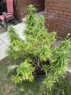 IMG_0662.jpeg