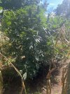 IMG_5437.jpeg