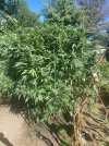 IMG_5436.jpeg