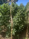 IMG_5434.jpeg