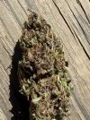 IMG_0887.jpeg