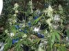 shiva & super skunk 8 weeks into flower.3 weeks under 180w 069 Medium Web view.jpg