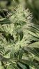 Picture 693bigbud.jpg