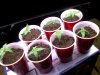 1-14-08 seedlings.jpg