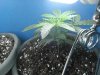 day 46 of flowering 002.jpg