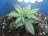 day 46 of flowering 006.jpg