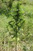 dopewear-albums-ghetto-veg-box-first-outdoor-grow-picture76887-dsc-3286.jpg