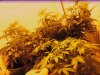 First Grow 009.jpg