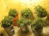 Day 18 Grow 021.jpg