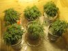 Day 18 Grow 022.jpg