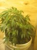 Day 18 Grow 024.jpg