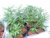 garden_15_clones_1.jpg