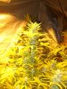 swiss_cheese_flower_5.jpg