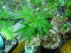 DSC05803.jpg