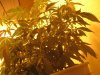 day 3 of flowering 002.jpg