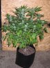 afgankush-mother-5wks.jpg