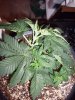 Chem Dog 91 034.jpg