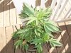 Marijuana plant sep 17, 2009 2.jpg