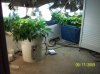 2009 Grow 008.jpg