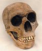 neandertal1.jpg