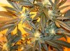 ogkush lst_just under 5 weeks.jpg