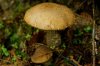 toadstool_by_switch3453.jpg