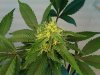 SC CFL Grow 8.jpg