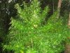 Web:Swazi crossed bush going into flowering!!!.jpg