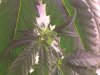 Flower Day 7 (4).jpg