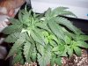 Chem Dog 91 008-917.jpg