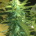 wht rhino 4 weeks flower.jpg