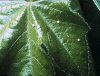 Bollworm_eggs_on_leaf2.jpg