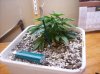 Sprout 2-1.jpg