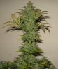 Lsd late flower, small yeild.JPG