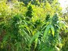 100_4599.jpg