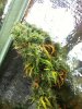 Grow Sept 29, 2009 006.jpg