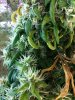 Grow Sept 29, 2009 012.jpg