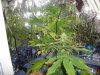 DSC01139.jpg