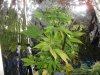 DSC01142.jpg