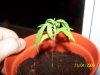 grow1 013.jpg