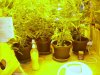 Grow day 19 flwring 014.jpg