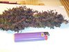 big prpl bud.jpg