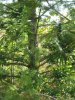 mid flower #3 020.jpg