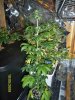 100_0931.jpg