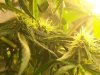 Flower Day 21 (8).jpg